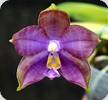 Phal. LD bellina Eagle Mituo Red x Mituo Blue Smurf